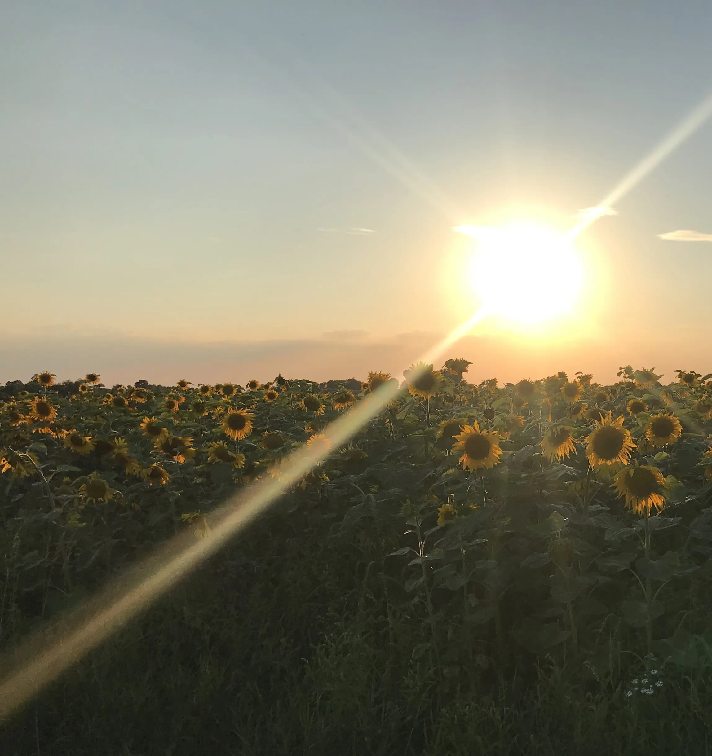 Sesja Dotyk Natury – bioenergoterapia i medycyna roślinna